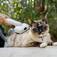 Aspirador de Pelos e Tosador para pets - Pet Clean  110V